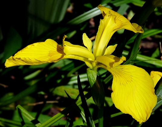 {Iris pseudacorus}
